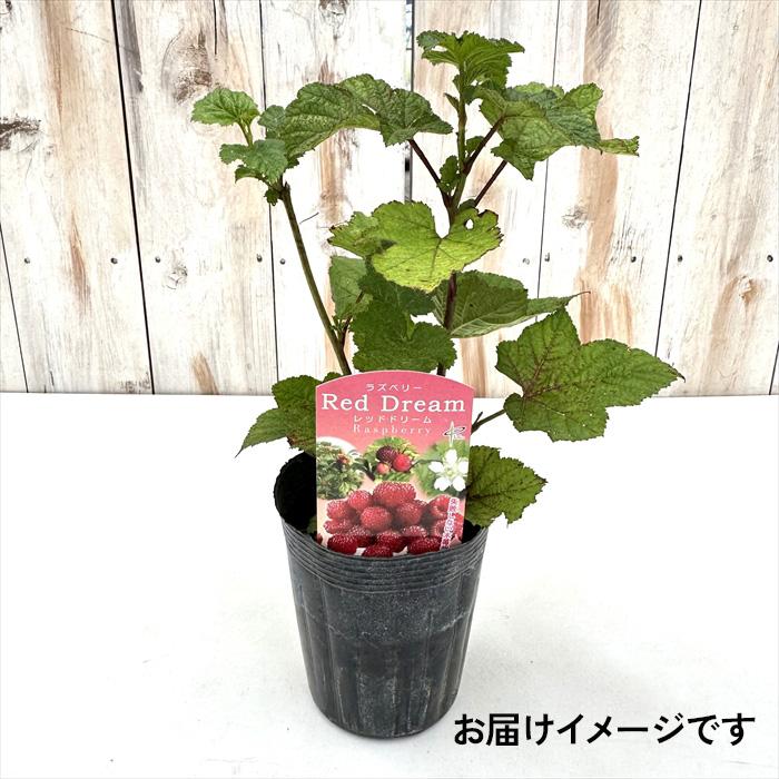 日本花キ流通 ラズベリー 苗 レッドドリーム 10.5cmポット 苗木 果樹苗
