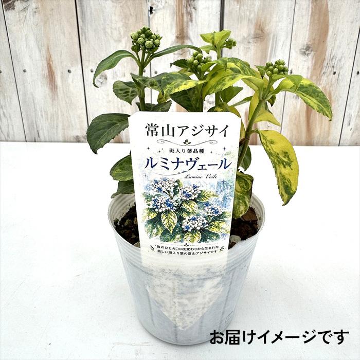 日本花キ流通 常山アジサイ 斑入り ルミナヴェール 10.5cmポット 常山