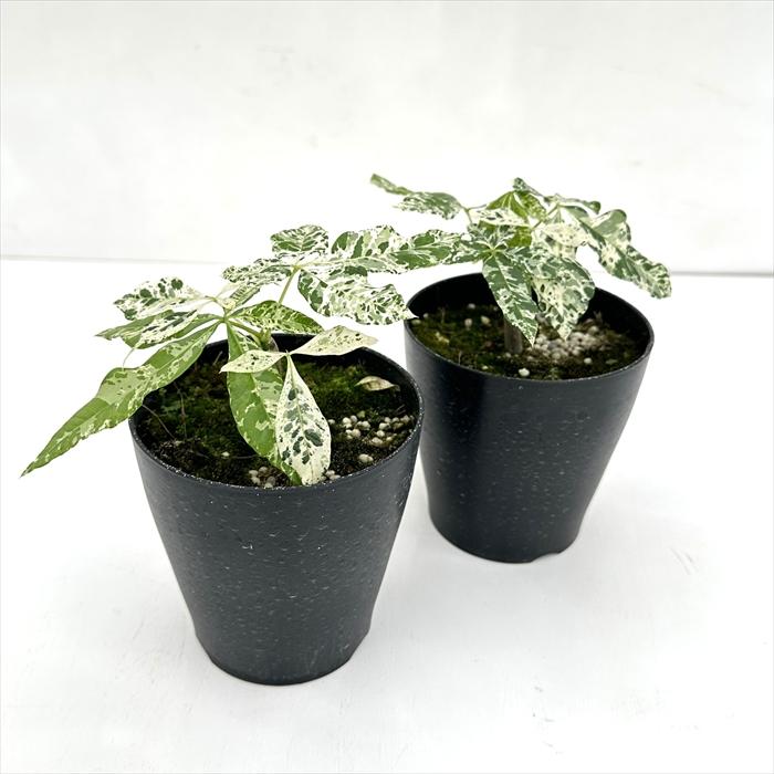 セット｜実生 パキラ ミルキーウェイ｜小型 斑入り 日本花キ流通 観葉植物 斑入り パキラ ミルキーウェイ 実生 4号鉢 送料