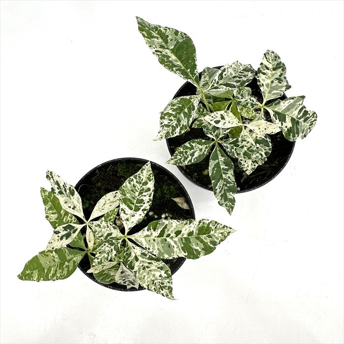 日本花キ流通 観葉植物 斑入り パキラ ミルキーウェイ 実生 4号鉢 送料