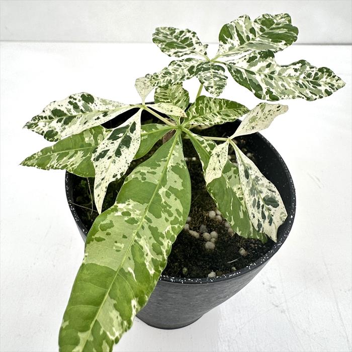 日本花キ流通 観葉植物 斑入り パキラ ミルキーウェイ 実生 4号鉢 送料