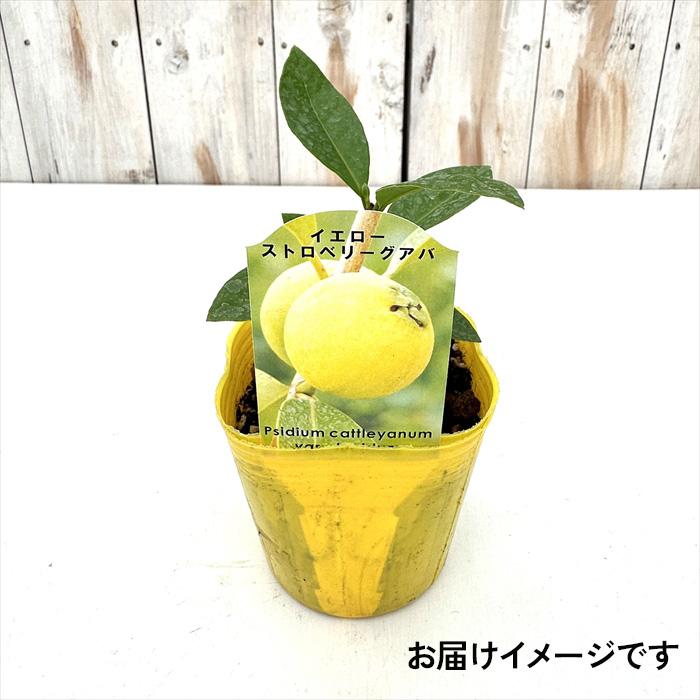 日本花キ流通 グアバ 苗 イエローストロベリーグアバ 9cmポット