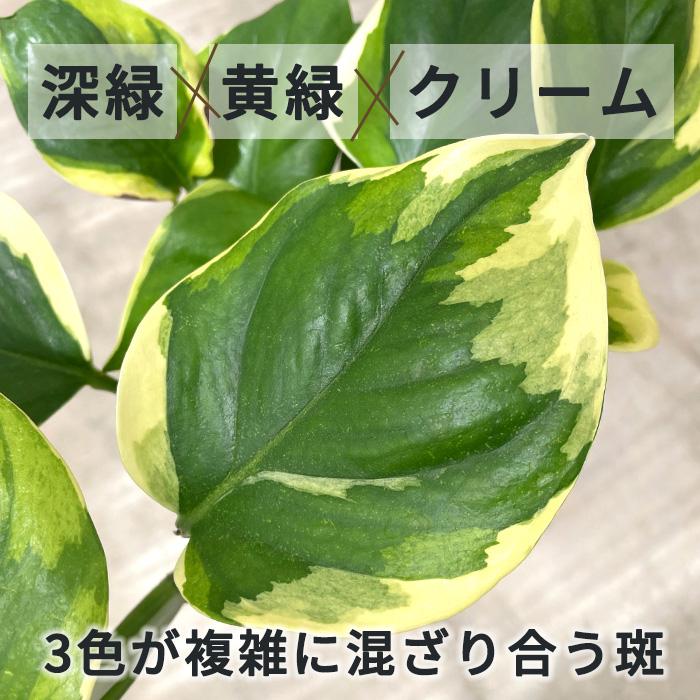 観葉植物 ポトス AWドリーム 3.5号鉢 送料無料 小型 小さい 室内