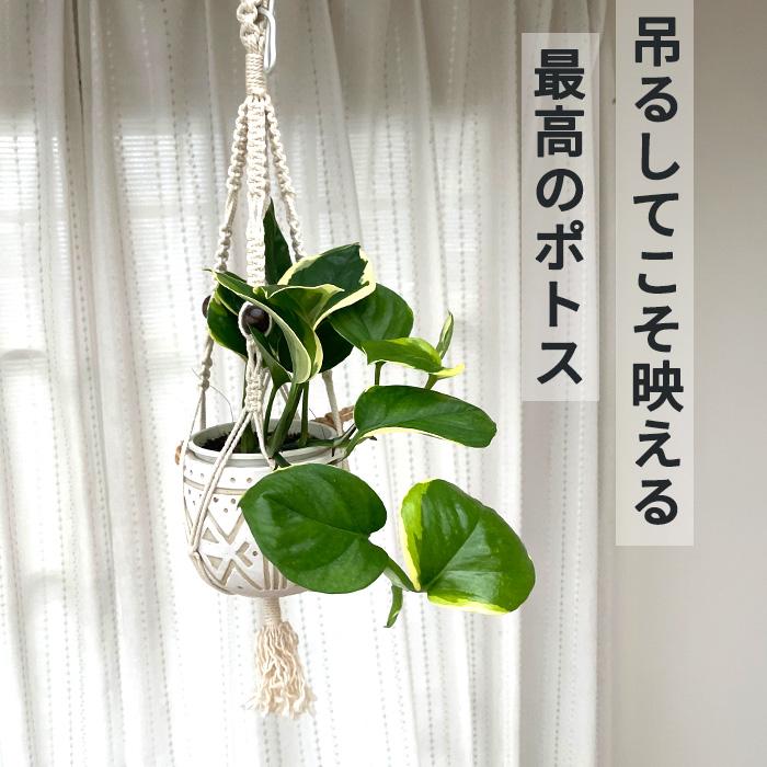 観葉植物 ポトス AWドリーム 3.5号鉢 送料無料 小型 小さい 室内