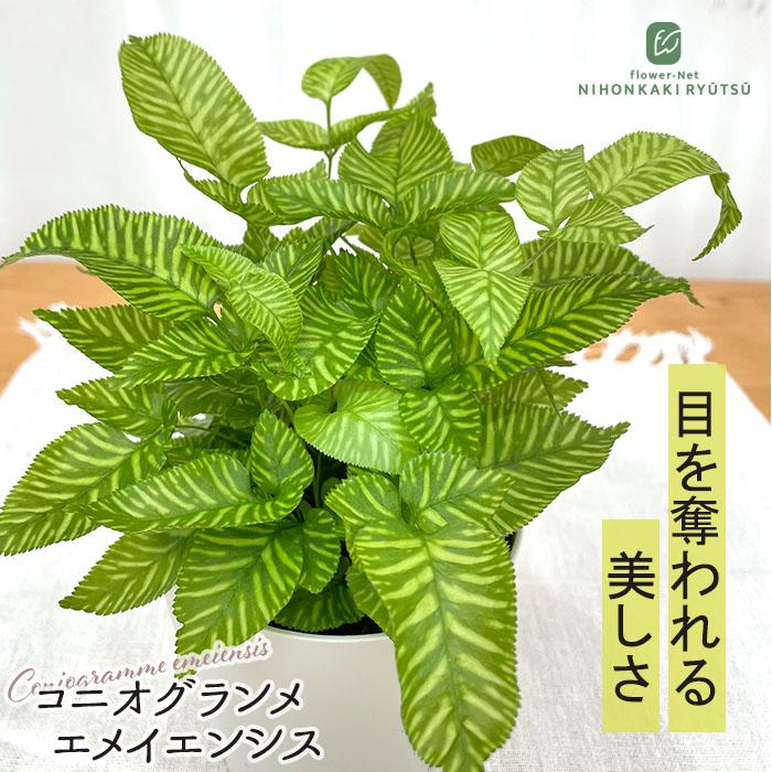 日本花キ流通 観葉植物 希少 コニオグランメ エメイエンシス 4号鉢