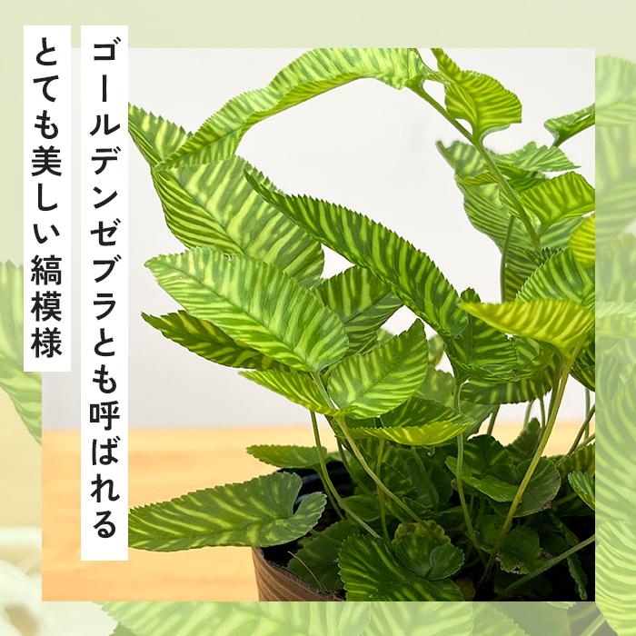 日本花キ流通 観葉植物 希少 コニオグランメ エメイエンシス 4号鉢