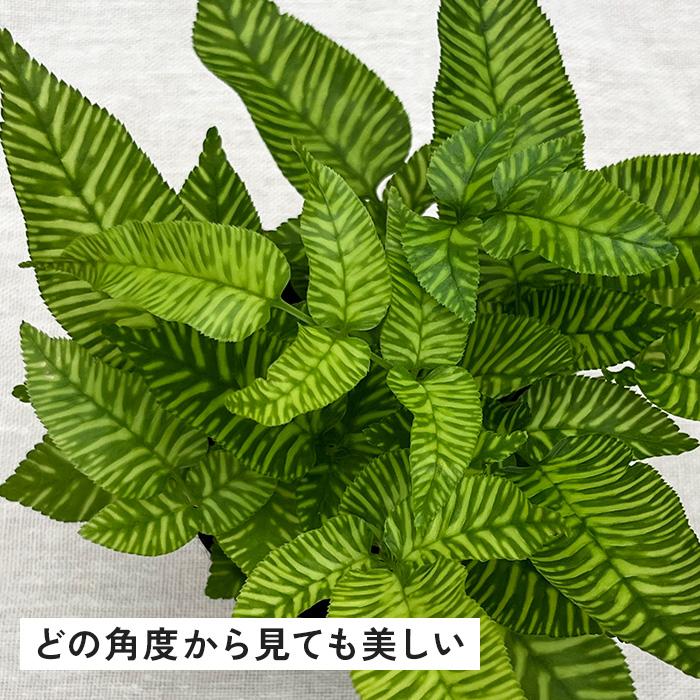 日本花キ流通 観葉植物 希少 コニオグランメ エメイエンシス 4号鉢