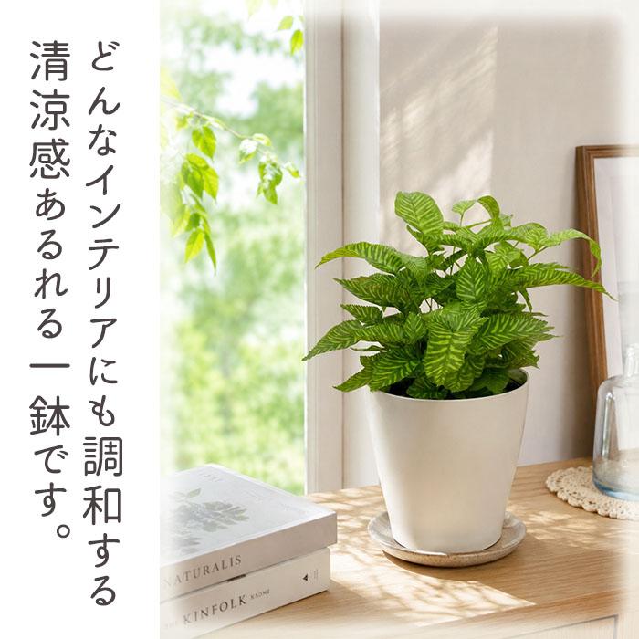 日本花キ流通 観葉植物 希少 コニオグランメ エメイエンシス 4号鉢