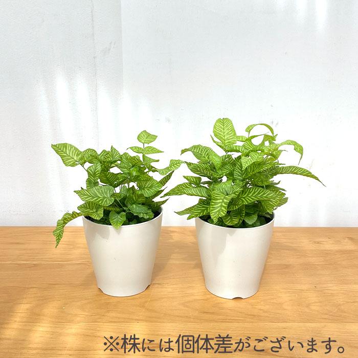 日本花キ流通 観葉植物 希少 コニオグランメ エメイエンシス 4号鉢