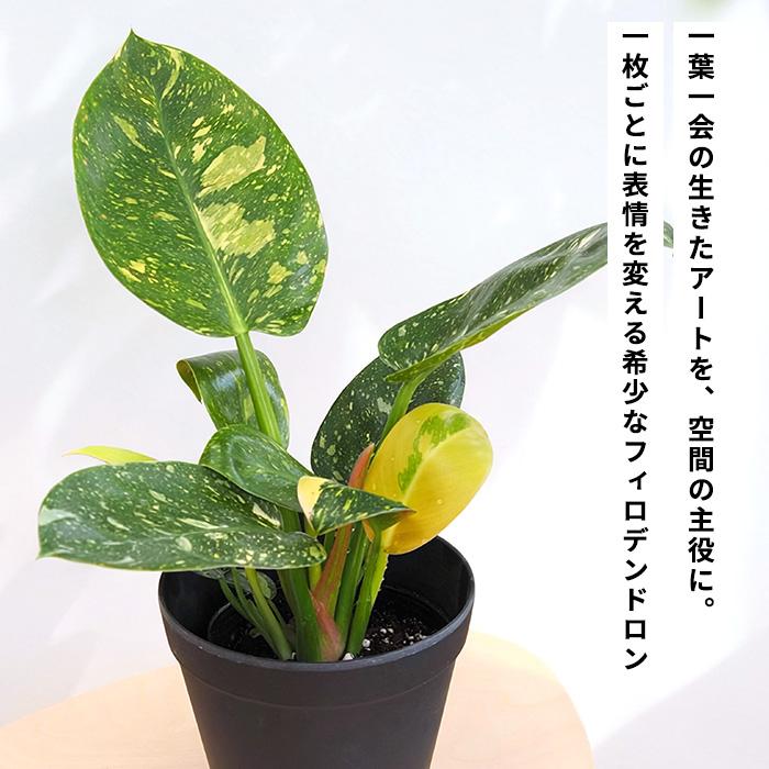 日本花キ流通 観葉植物 斑入り フィロデンドロン グリーンコンゴ