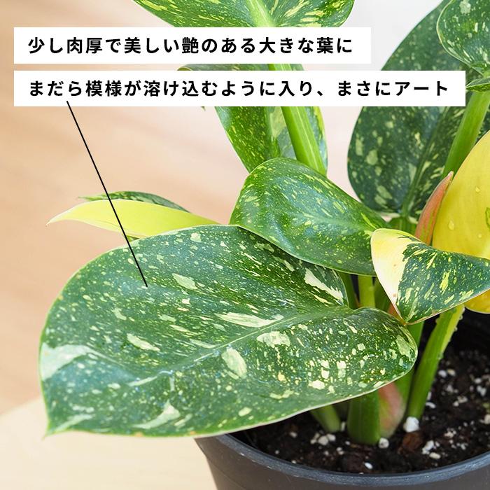 日本花キ流通 観葉植物 斑入り フィロデンドロン グリーンコンゴ