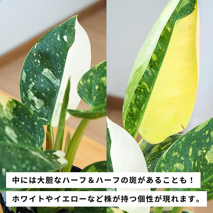 日本花キ流通 観葉植物 斑入り フィロデンドロン グリーンコンゴ