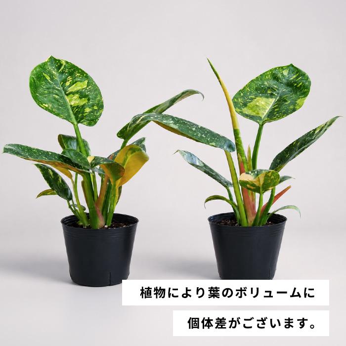 日本花キ流通 観葉植物 斑入り フィロデンドロン グリーンコンゴ