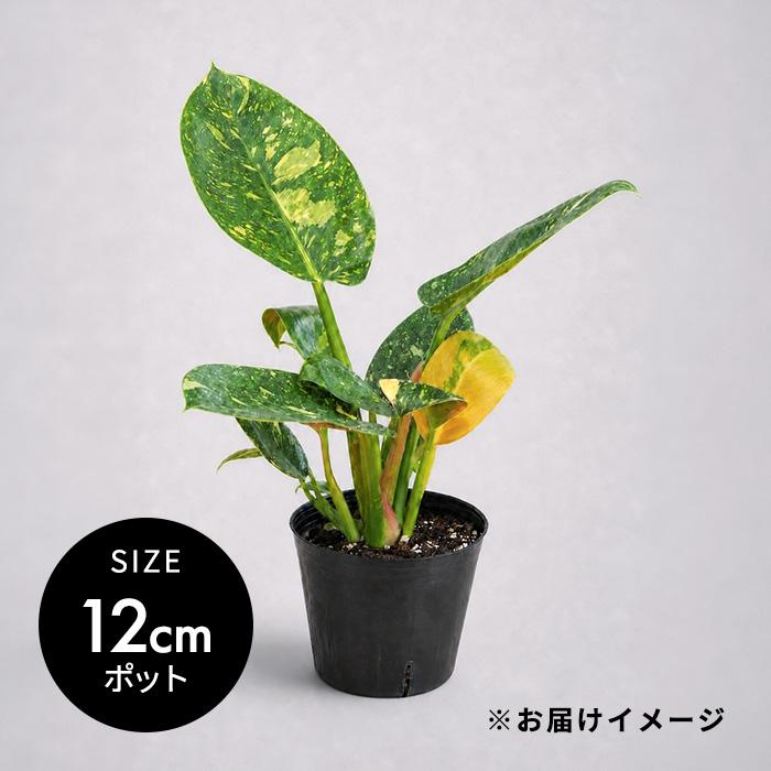 日本花キ流通 観葉植物 斑入り フィロデンドロン グリーンコンゴ