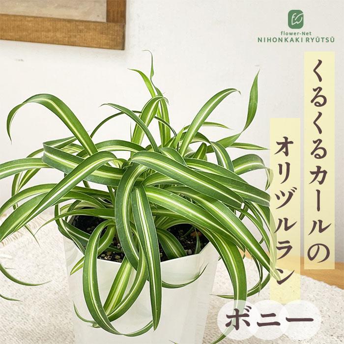 新品　観葉植物　オリヅルラン 日本花キ流通 観葉植物 オリヅルラン ボニー 4号鉢 観葉植物 小型
