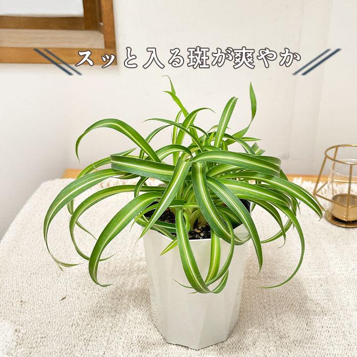 日本花キ流通 観葉植物 オリヅルラン ボニー 4号鉢 観葉植物 小型