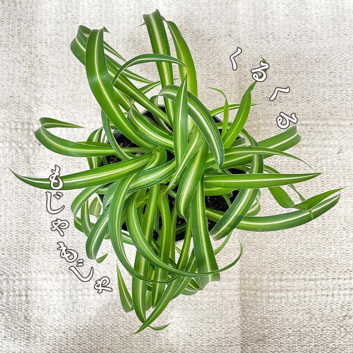 新品　観葉植物　オリヅルラン 日本花キ流通 観葉植物 オリヅルラン ボニー 4号鉢 観葉植物 小型