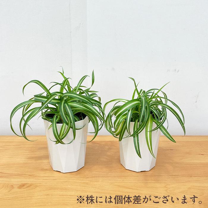 日本花キ流通 観葉植物 オリヅルラン ボニー 4号鉢 観葉植物 小型
