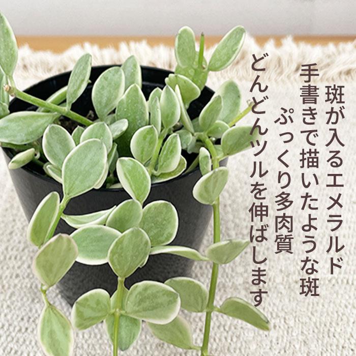 日本花キ流通 観葉植物 ディスキディア エメラルド 3号鉢 苗 観葉植物