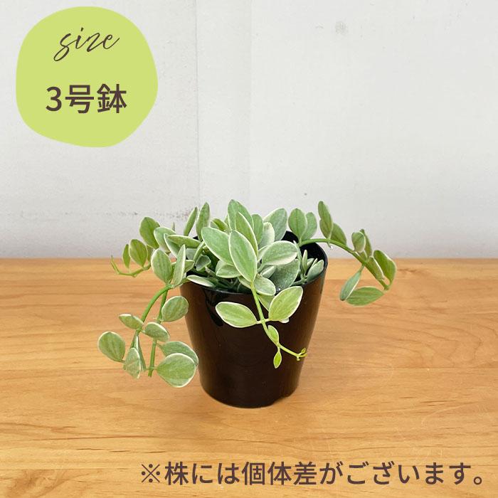 日本花キ流通 観葉植物 ディスキディア エメラルド 3号鉢 苗 観葉植物