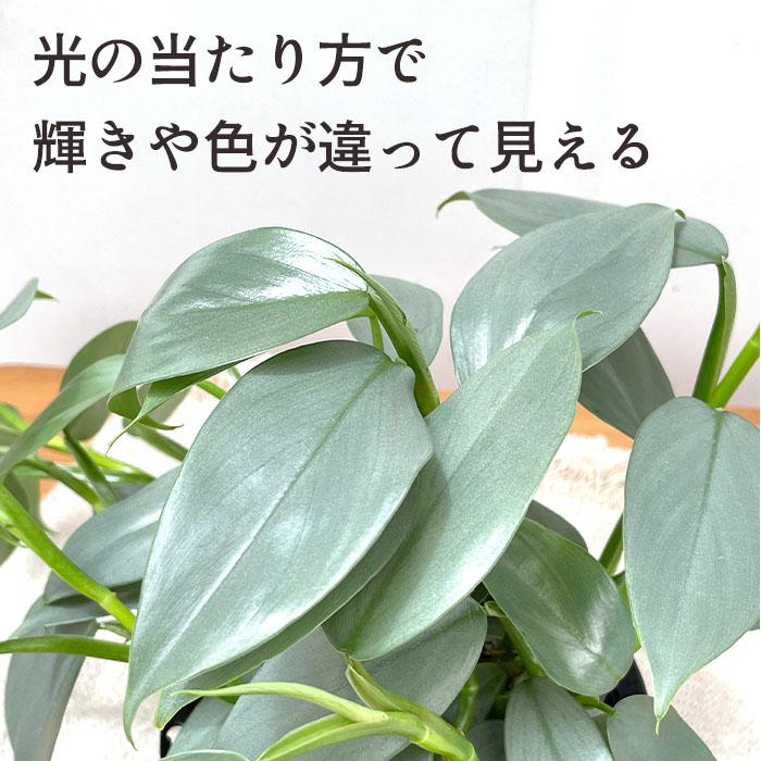 日本花キ流通 観葉植物 フィロデンドロン シルバーメタル 5号 吊り鉢