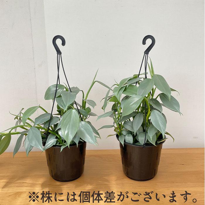 日本花キ流通 観葉植物 フィロデンドロン シルバーメタル 5号 吊り鉢