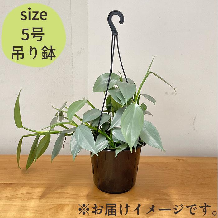 日本花キ流通 観葉植物 フィロデンドロン シルバーメタル 5号 吊り鉢