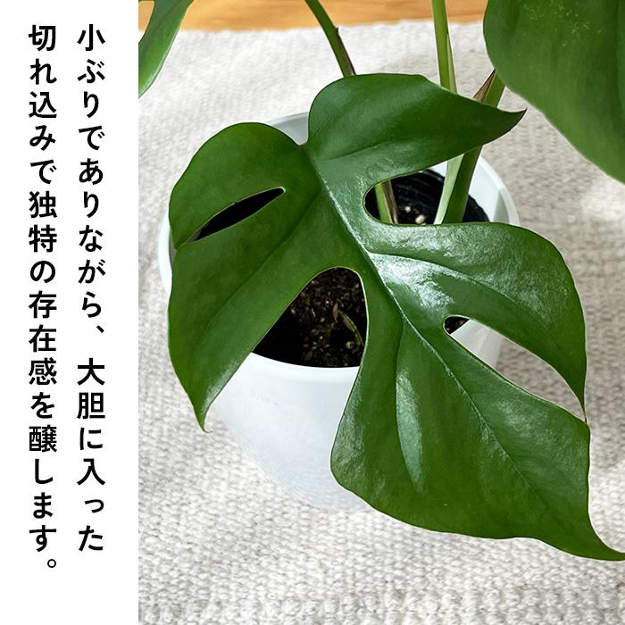 日本花キ流通 観葉植物 cot 姫モンステラ ヒメモンステラ ペルツーサ