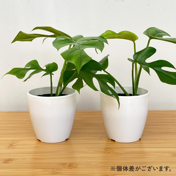 日本花キ流通 観葉植物 cot 姫モンステラ ヒメモンステラ ペルツーサ