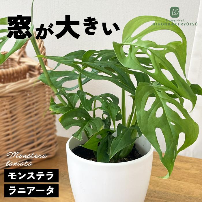 日本花キ流通 観葉植物 cot モンステラ ラニアータ 3.5号鉢 マドカズラ