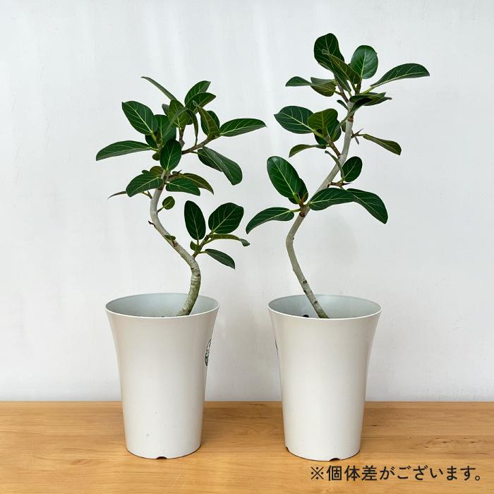 日本花キ流通 観葉植物 フィカス ベンガレンシス オードリー 6号鉢