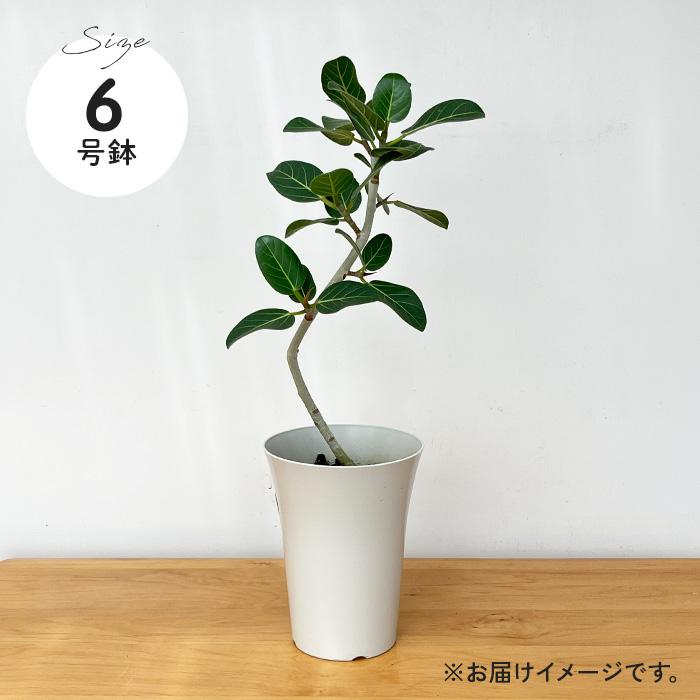 フィカス ベンガレンシス ゴムの木 観葉植物 おしゃれ 美品 限定 日本花キ流通 観葉植物 フィカス ベンガレンシス オードリー 6号鉢