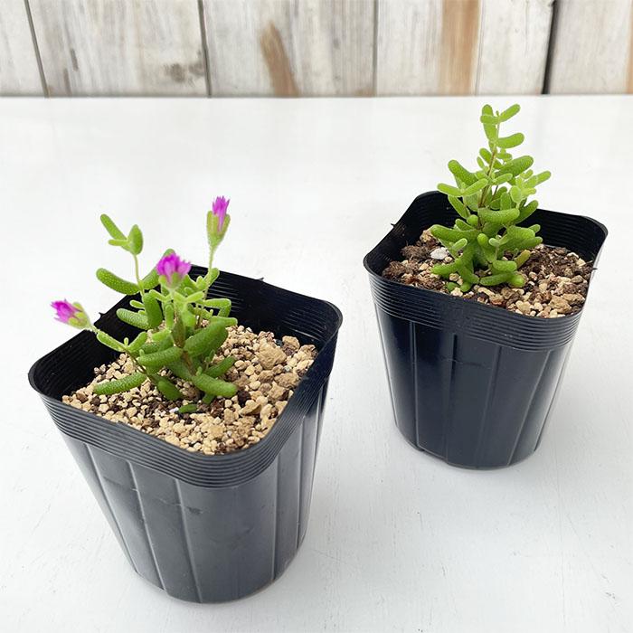 日本花キ流通 多肉植物 seドロサンテマム グロボーサム 蜜橘 ミカン