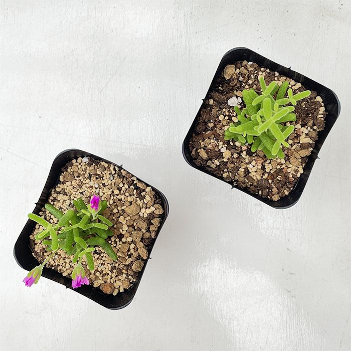 日本花キ流通 多肉植物 seドロサンテマム グロボーサム 蜜橘 ミカン