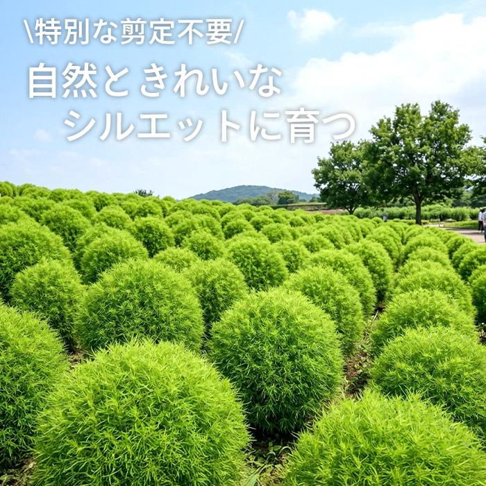 日本花キ流通 コキア 苗 3個セット 10.5cmポット ホウキグサ