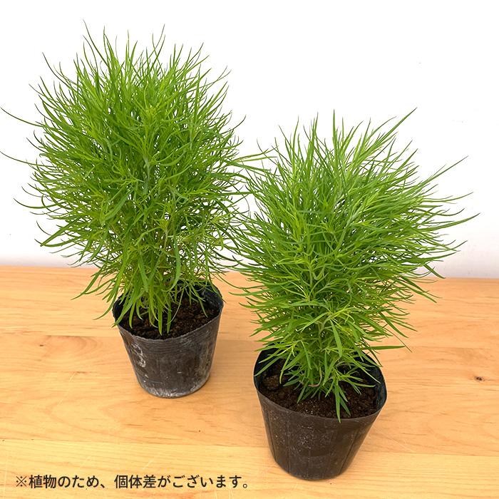 日本花キ流通 コキア 苗 3個セット 10.5cmポット ホウキグサ