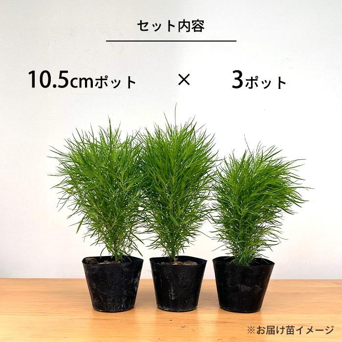 日本花キ流通 コキア 苗 3個セット 10.5cmポット ホウキグサ