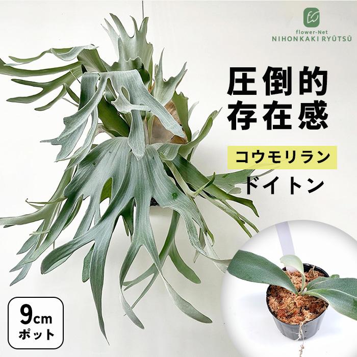 ビカクシダ　ドイトン 日本花キ流通 観葉植物 希少 コウモリラン ビカクシダ ドイトン 9cm
