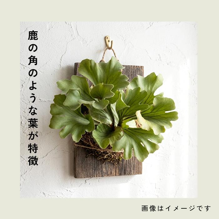 日本花キ流通 観葉植物 希少 コウモリラン ビカクシダ モンキーキング