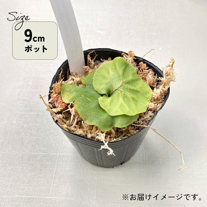 日本花キ流通 観葉植物 希少 コウモリラン ビカクシダ モンキーキング