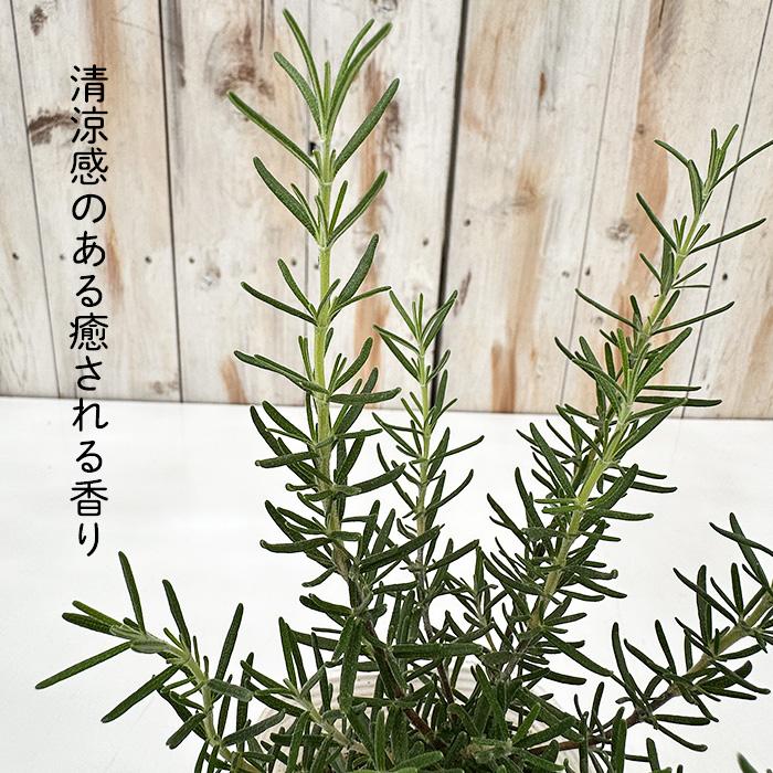 日本花キ流通 ローズマリー 苗 マジョルカピンク 10.5cmポット 虫除け