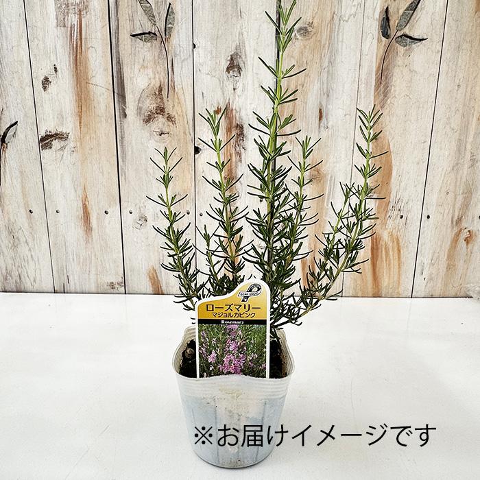 日本花キ流通 ローズマリー 苗 マジョルカピンク 10.5cmポット 虫除け