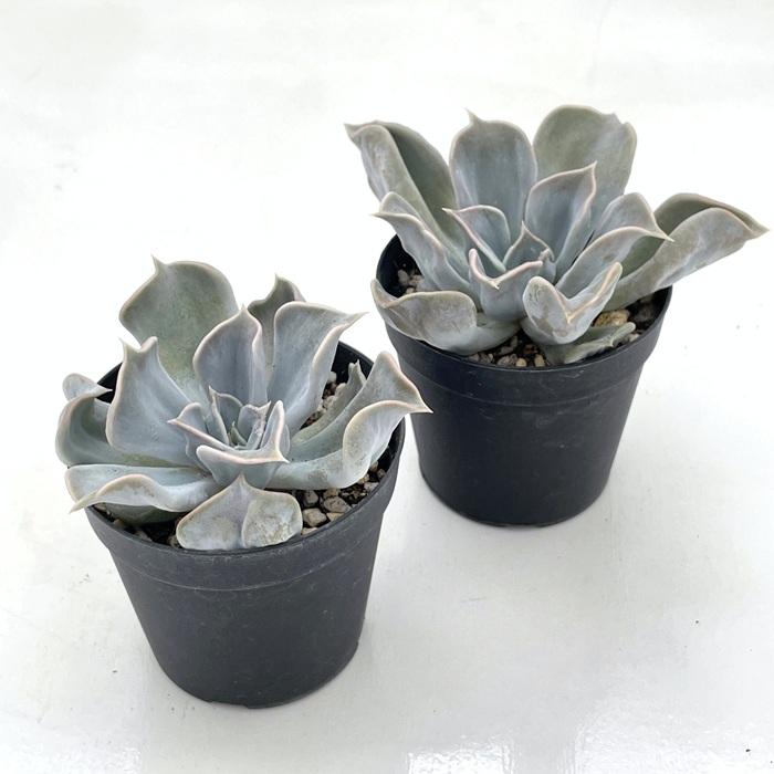 日本花キ流通 多肉植物 skエケベリア スリラーパール 多肉植物