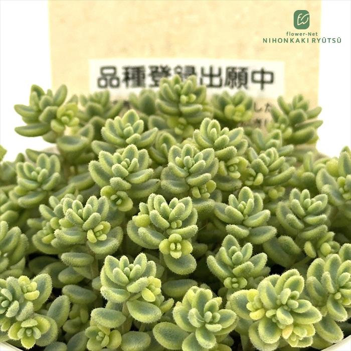 ひなまま☆レア 古都の葉さん ミモザブーケ 名札付き ポット苗 多肉植物 多肉植物 kthセダム ミモザブーケ 品種登録出願中 古都の葉さんの苗