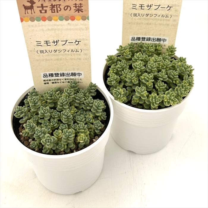 ひなまま☆レア 古都の葉さん ミモザブーケ 名札付き ポット苗 多肉植物 多肉植物 kthセダム ミモザブーケ 品種登録出願中 古都の葉さんの苗