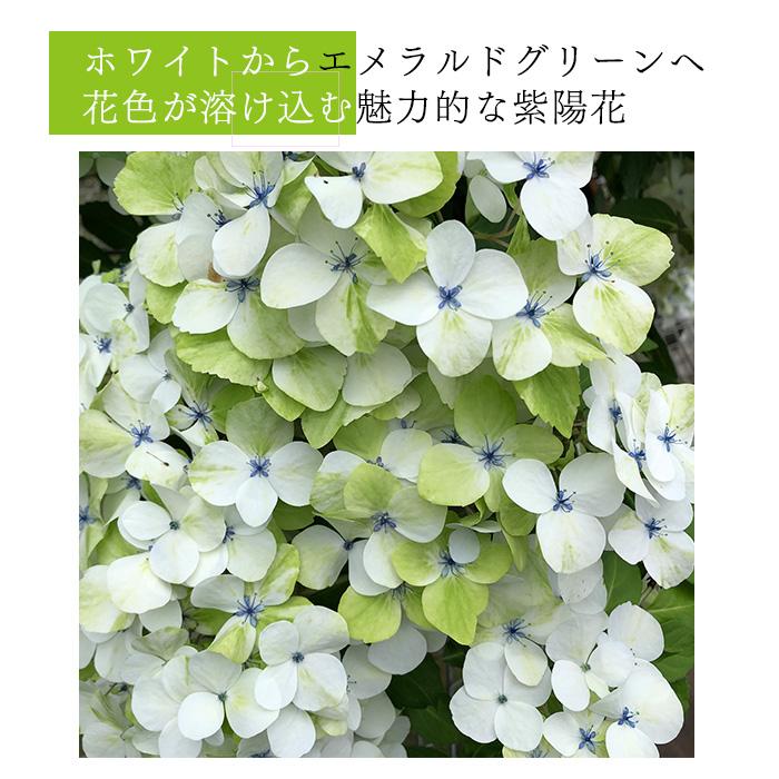 日本花キ流通 予約販売 アジサイ ラグランジア エメラリス 3.5号鉢