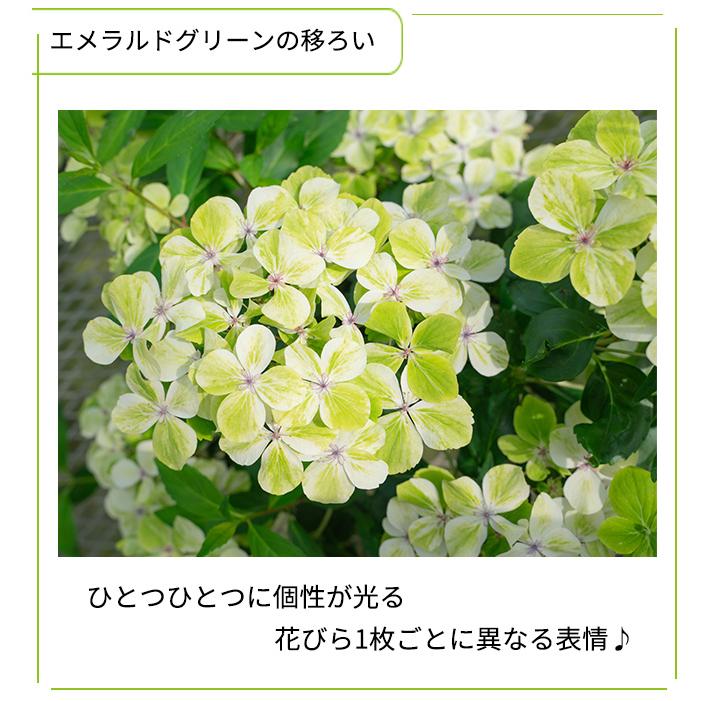 日本花キ流通 予約販売 アジサイ ラグランジア エメラリス 3.5号鉢