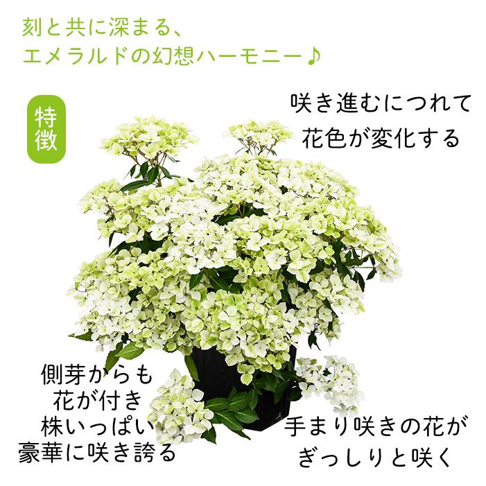 日本花キ流通 予約販売 アジサイ ラグランジア エメラリス 3.5号鉢