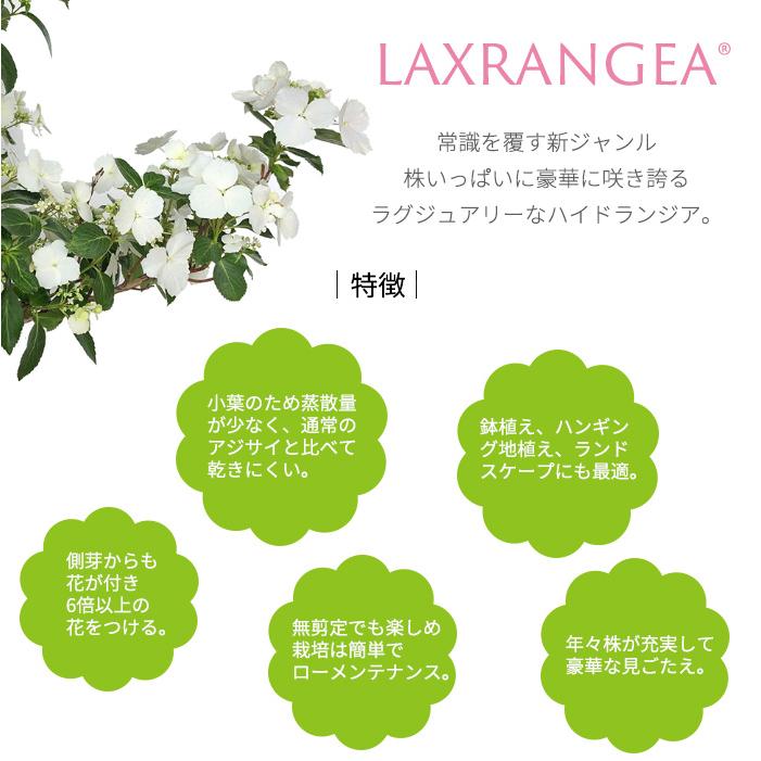 日本花キ流通 予約販売 アジサイ ラグランジア エメラリス 3.5号鉢