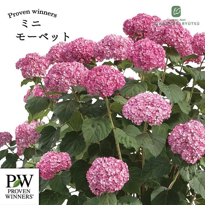 【ハイブリッド】アグリアス×プレポナ（メス、ペルー産） 日本花キ流通 予約販売 アジサイ アナベル ミニ モーベット 11cmポット